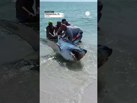 Florida Couple Helps Shark Back into Ocean | AccuWeather