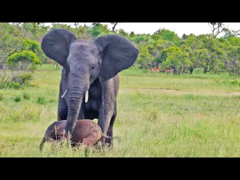 شاهد الفيل الكبير يدرب الدغفل الصغير على النهوض ويقشر عند سقوطه