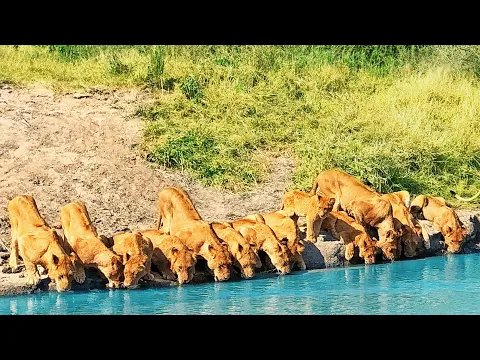 طابور الصباح شاهد عشرون أسدًا يتدافعون على ضفة النهر لشرب الماء