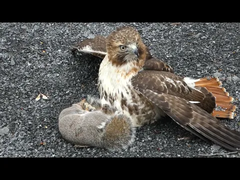 Red tailed hawk with squirrel