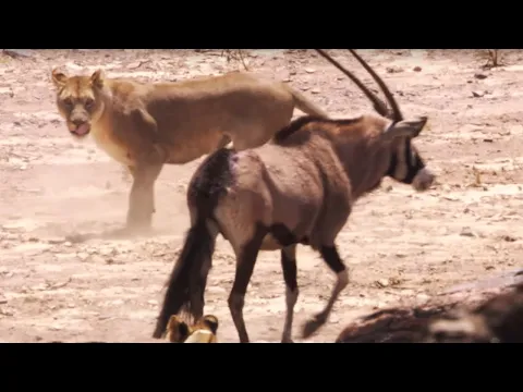 Young Lions Attack Oryx | BBC Earth