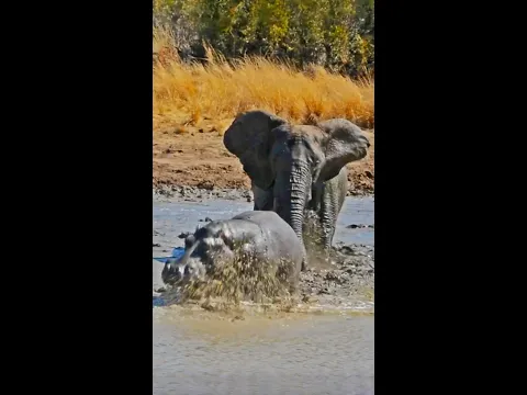 شاهد فيلٌ غاضبٌ يقتحم الطين والوحل ويهاجم فرس النهر