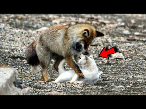 A wild fox wanted to eat a stray cat, but what happened next is amazing
