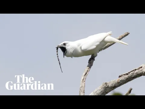 شاهد حنجرة طائر الجرس الأبيض الساحرة الأعلى صوتا في العالم
