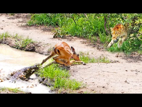 كيف نجت الإمبالا من فك التمساح وواجهت الفهد في لقطة مثيرة