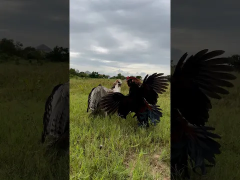 Amazing Video of Hawk Eagle try hunting roster #training #birdofprey #train  #shortvideo #amazing