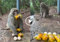 شاهد القرد اللص اللذيذ المضحك يأخذ الكيكات ويترك البيض