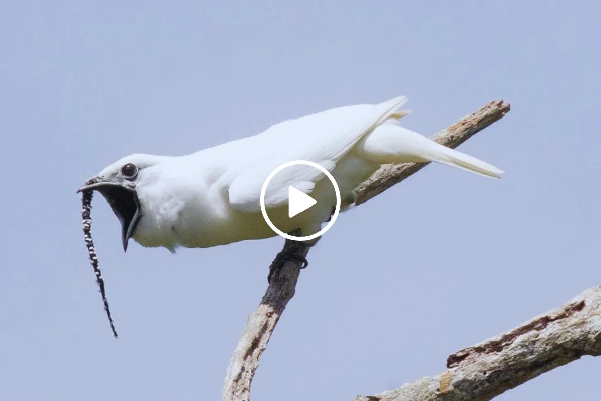 شاهد حنجرة طائر الجرس الأبيض الساحرة الأعلى صوتا في العالم