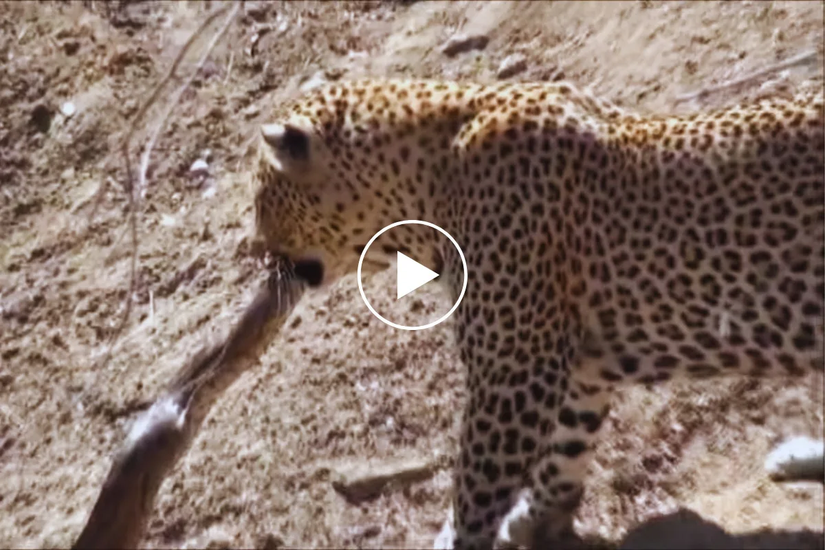 شاهد إبداع الفهد في التصدي لضخامة ثعبان البايثون بمحمية جنوب إفريقيا