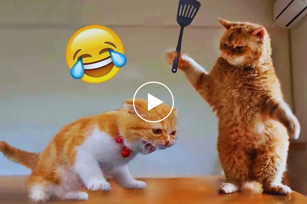 أكثر من 10 ملايين مشاهدة لهذا الفيديو المضحك للقطط ستجعلك تضحك حتى البكاء