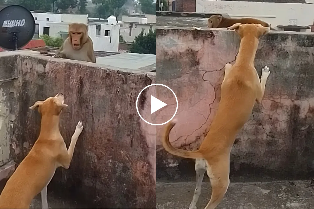 فيديو يثير الضحك كلب يصرخ في وجه قرد لا يكترث على سطح منزل
