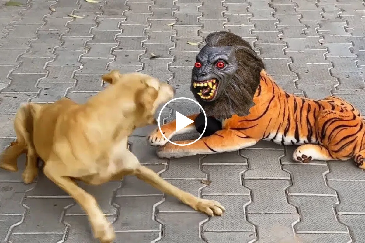 شاهد أجمد 25 مقطع فيديو كوميدي لحيوانات طريفة إليكم جرعة من السعادة