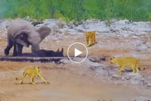 شاهد شهامة فيل إفريقي أنقذ الخرتيت العالق من براثن الأسود الجائعة